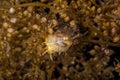 Sargassumfish Camouflaged in Sargassum