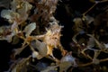 Camouflaged Sargassumfish in Tropical Pacific Ocean