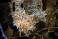 Sargassumfish in Tropical Pacific Ocean