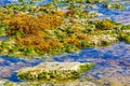 Sargazo on stones water Punta Esmeralda Playa del Carmen Mexico Royalty Free Stock Photo