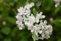 Sargent crabapple Malus sargentii white flowers