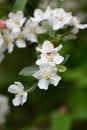 Sargent crabapple Malus sargentii with white flowers