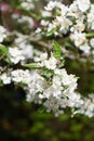 Sargent crabapple Malus sargentii white flowers in the sun