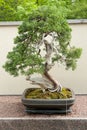 Sargent Juniper Bonsai Tree