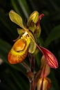 Sargent`s Phragmipedium Orchid