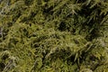 Sargent Weeping Hemlock  818401 Royalty Free Stock Photo