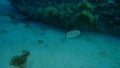 Annular seabream Diplodus annularis undersea, Aegean Sea, Greece. Royalty Free Stock Photo