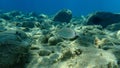 Annular seabream Diplodus annularis undersea, Aegean Sea, Greece. Royalty Free Stock Photo