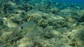 Annular seabream Diplodus annularis undersea, Aegean Sea, Greece. Royalty Free Stock Photo