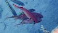 Underwater sea video of Crowned red squirrelfish - (Sargocentron diadema)