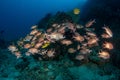 School of Red squirrelfish, Sargocentron rubrum in a tropical coral reef of Andaman sea Royalty Free Stock Photo