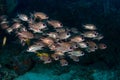 School of Red squirrelfish, Sargocentron rubrum in a tropical coral reef of Andaman sea