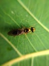 Sargus is a genus of soldier flies in the family Stratiomyidae. There are at least 130 described species in Sargus.