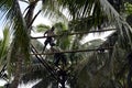 Toddy tapper working bridging on bamboo poles tied high up between coconut trees