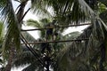 Toddy tapper working bridging on bamboo poles tied high up between coconut trees