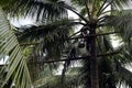 Toddy tapper working collecting coconut sap used in making coconut vodka