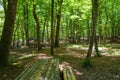 A lot of Turkish people have picnic with friends and families in Belgrade Forest with a lot of tall trees in summer time