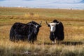 Sarlyks domesticated yaks on a pasture in the autumn steppe