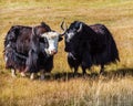 Sarlyks domesticated yaks in the pasture
