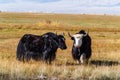 Sarlyks domesticated yaks on a pasture in the steppe