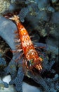 A saron shrimp striking a pose