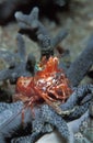 A saron shrimp stroking a pose