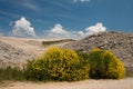 Sarothamnus scoparius Royalty Free Stock Photo