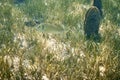 A goldline fish swimming among fan mussels. Royalty Free Stock Photo