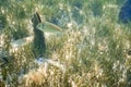 A goldline fish  swimming among fan mussels. Royalty Free Stock Photo