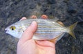 Sarpa salpa, known commonly as the dreamfish, salema, salema porgy, cow bream or goldline, is a species of sea bream.