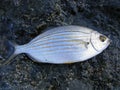 Sarpa salpa, known commonly as the dreamfish, salema, salema porgy, cow bream or goldline, is a species of sea bream.