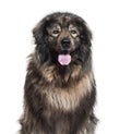 Sarplaninac dog panting and looking at camera against white back Royalty Free Stock Photo