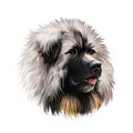 Sarplaninac dog portrait isolated on white. Digital art illustration of hand drawn web, t-shirt print and puppy food cover design Royalty Free Stock Photo