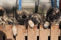 Sarplaninac puppies Royalty Free Stock Photo