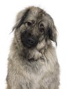 Sarplaninac or Yugoslav Shepherd dog Royalty Free Stock Photo