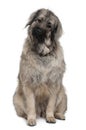 Sarplaninac or Yugoslav Shepherd dog, sitting