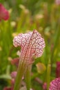 Sarracenia