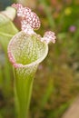 Sarracenia