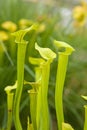 Sarracenia Royalty Free Stock Photo