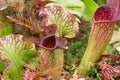 Sarracenia, beautiful carnivorous red and green pitcher plants. Royalty Free Stock Photo