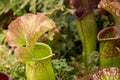 Sarracenia, beautiful carnivorous red and green pitcher plants. Royalty Free Stock Photo