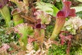 Sarracenia, beautiful carnivorous red and green pitcher plants. Royalty Free Stock Photo