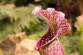 Sarracenia, beautiful carnivorous red and green pitcher plants. Royalty Free Stock Photo