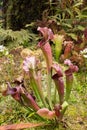 Sarracenia, beautiful carnivorous red and green pitcher plants. Royalty Free Stock Photo