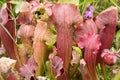 Sarracenia, beautiful carnivorous red and green pitcher plants. Royalty Free Stock Photo