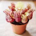 Sarracenia- carnivore plant Royalty Free Stock Photo