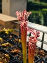 Sarracenia Royalty Free Stock Photo