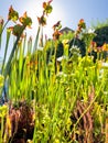 Sarracenia carnivorous plant