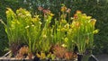 Sarracenia carnivorous plant