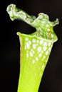 Sarracenia carnivorous plant Royalty Free Stock Photo